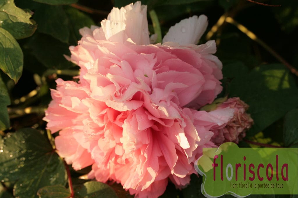 « FRAGILES PIVOINES » AVRIL 2020 REPORTAGE PHOTOS