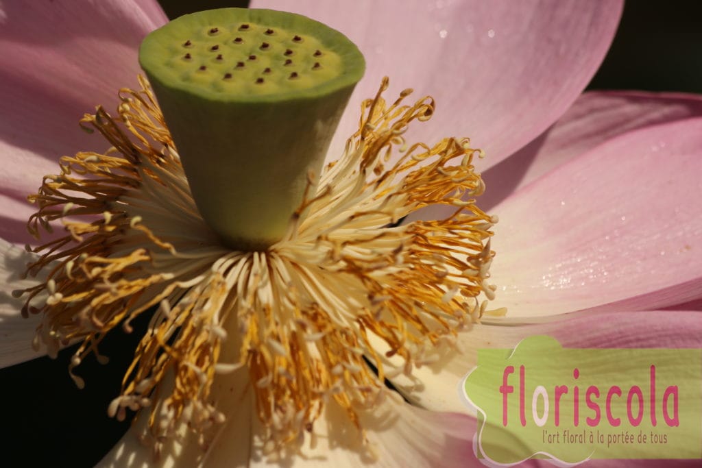 « ZEN RESTONS ZEN » AVRIL 2020 REPORTAGE PHOTOS