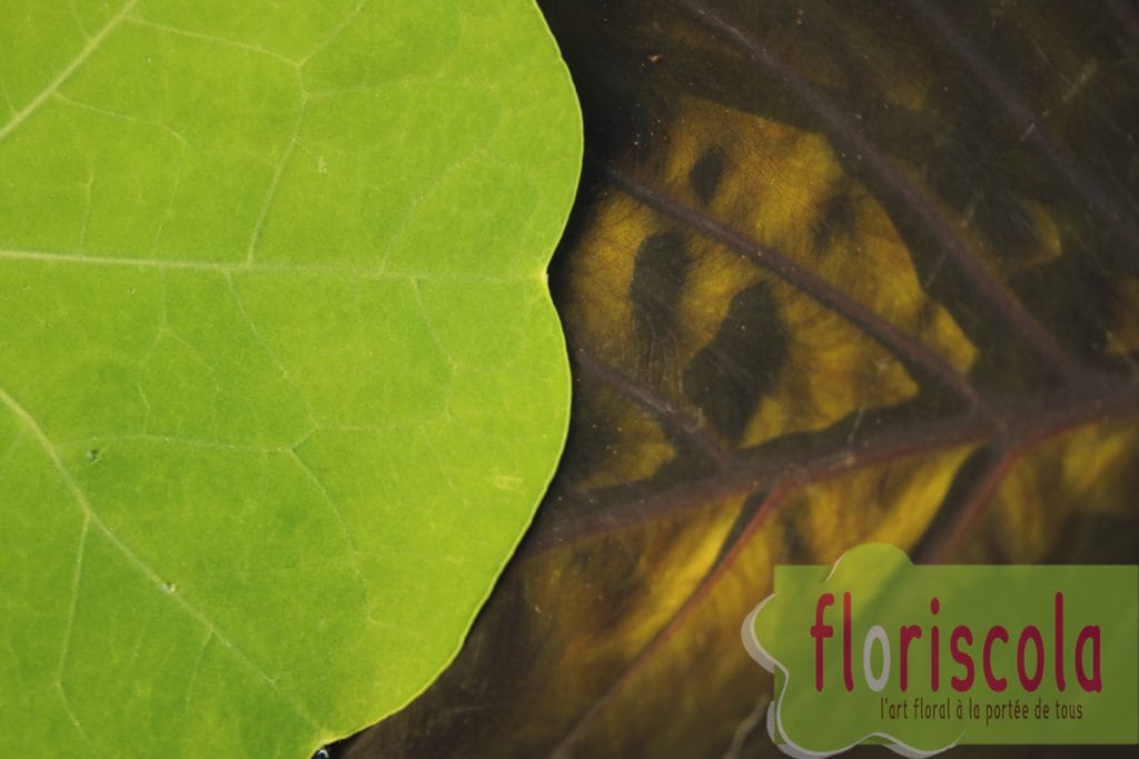  » LA MEMOIRE CELLULAIRE  » PAR CAROLINE ISSERT ET DIDIER CHAPEL OCT 2019