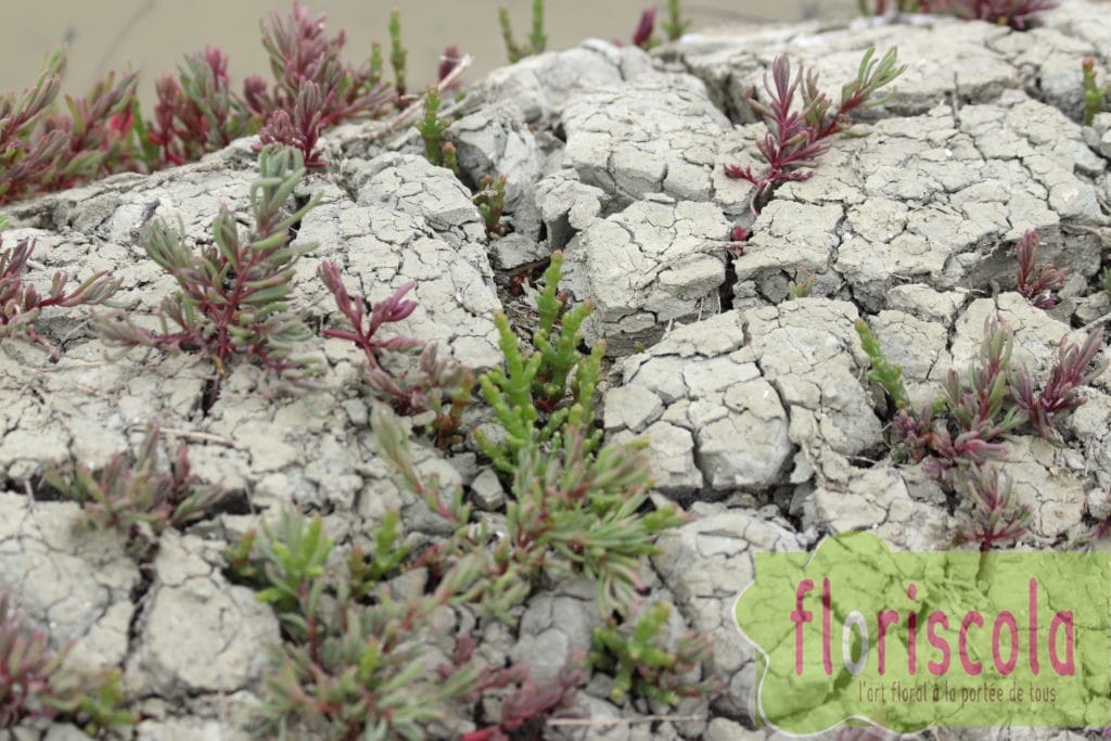  » TERRE  » PAR CAROLINE ISSERT ET DIDIER CHAPEL NOV 2019