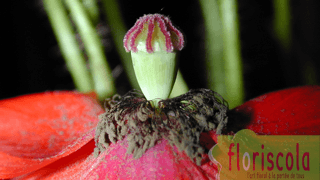 « EN ROUGE ET NOIR » MAI 2020