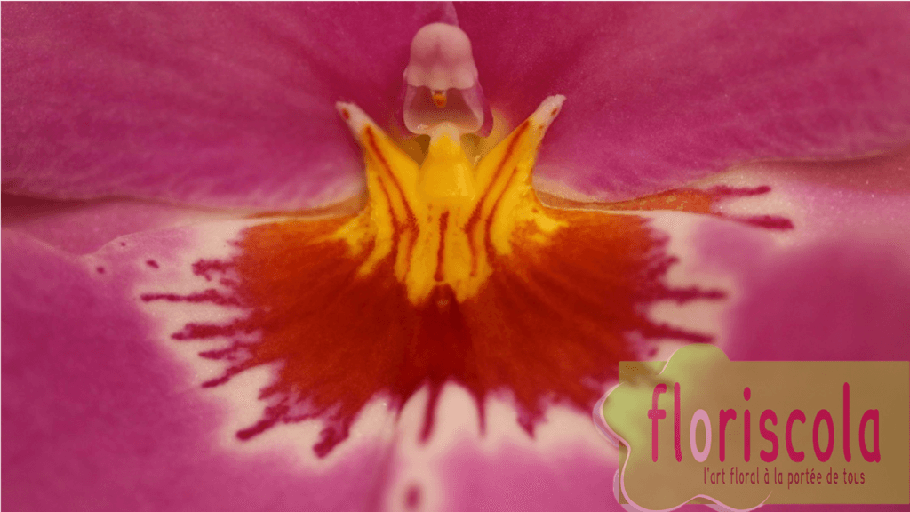 « FASCINANTES ORCHIDEES »