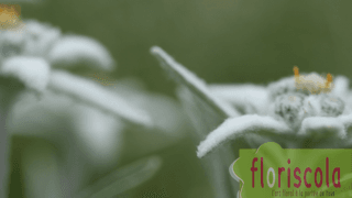 « FLEURS DE MONTAGNE » JUIN 2020