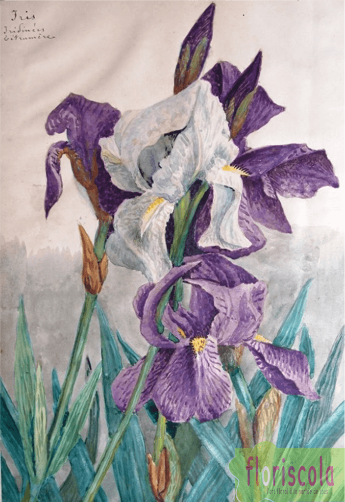 « L&rsquo;HERBIER DE MON AIEUL » AVRIL 2021
