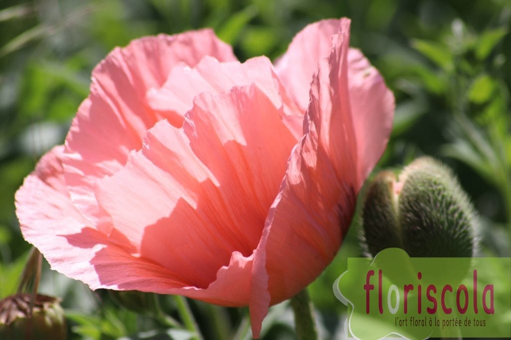 JARDIN « LA PALETTE DES COULEURS » MAI 2021