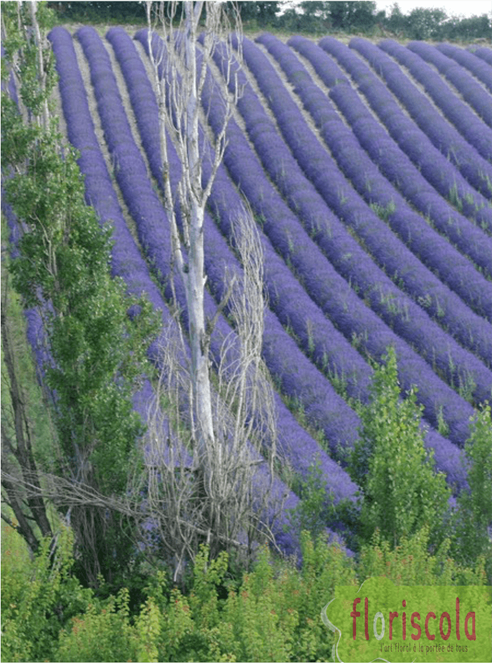 BALADE EN DROME  » LE JARDIN DES SABLES   »  2021
