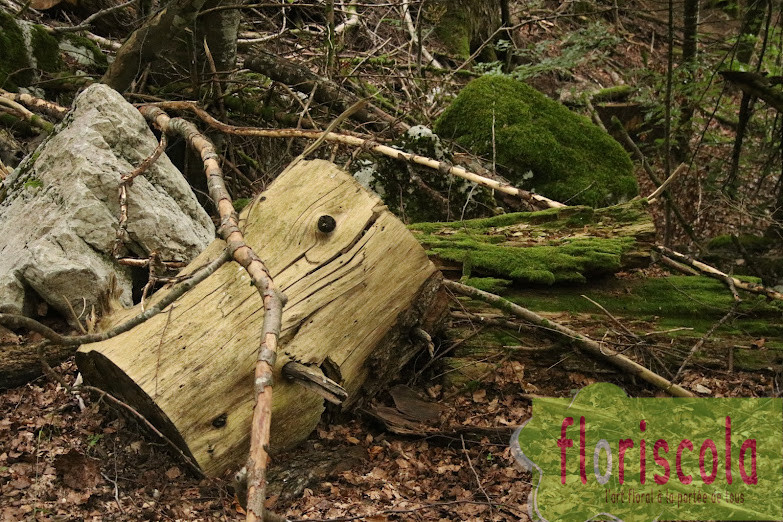 LA MAGIE DES BOIS EN GRANDE CHARTREUSE