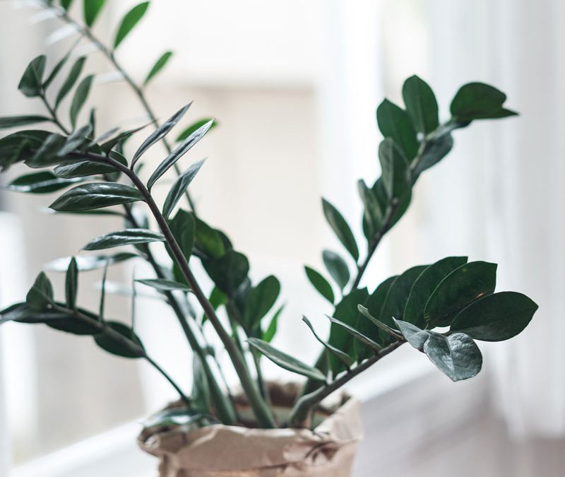 « ENRUBANNÉ » ATELIERS FÉVRIER 2022 AVEC DOMINIQUE FERRIER