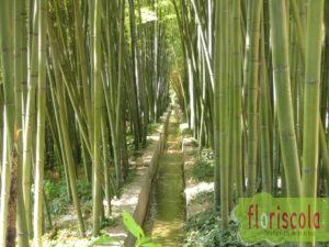 Jardin Bamboo