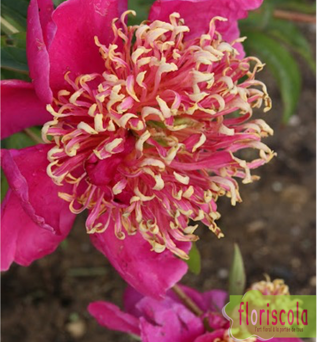 « PIVOINES ET IRIS » dans la Drôme pour le plaisir des yeux  » mai 2025