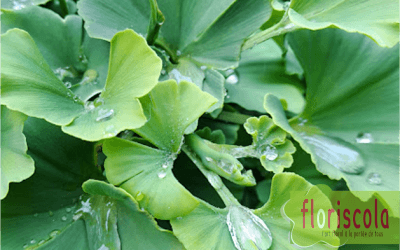 « SORTIE JARDIN TERRE PIMPRENELLE »  LE 02 JUIN 2025