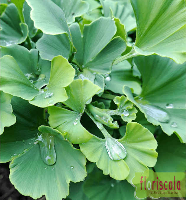 « SORTIE JARDIN TERRE PIMPRENELLE »  LE 02 JUIN 2025