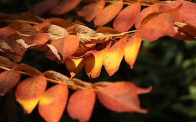 « LA DRÔME AUX COULEURS D’AUTOMNE » Octobre 2025