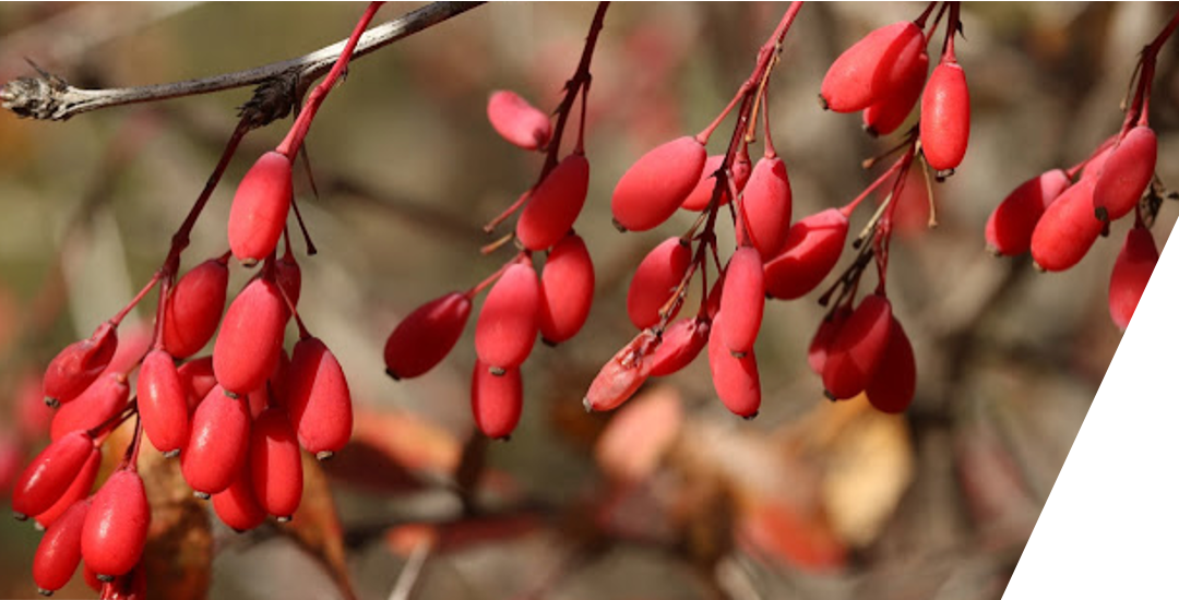 « LES HAUTES ALPES EN AUTOMNE »  Octobre  2025